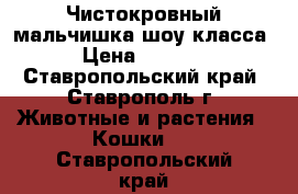 Чистокровный мальчишка шоу класса › Цена ­ 8 000 - Ставропольский край, Ставрополь г. Животные и растения » Кошки   . Ставропольский край